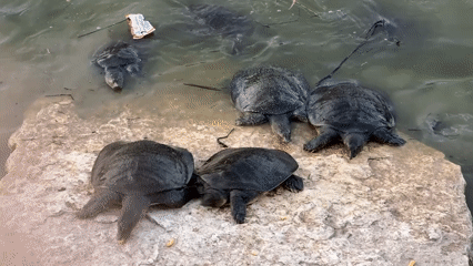 Turtles basking and swimming along a rocky waterway in Kfar Vitkin