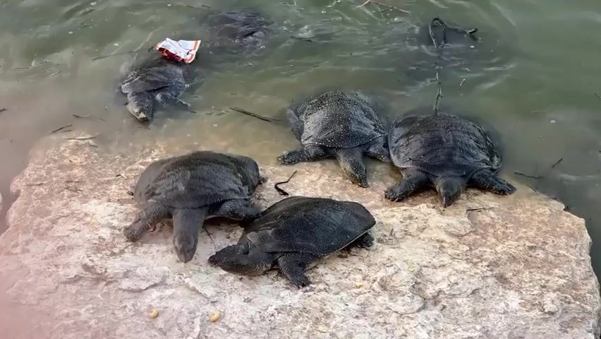 A group of six dark-shelled turtles are visible near the edge of a body of murky water. Five of the turtles are resting on a large, light-colored rock at the water's edge, with their heads and limbs extended. The sixth turtle is partially submerged in the water, facing away from the rock. The water appears to contain debris, including a red and white wrapper near the surface, and a black string or rope. The rock the turtles are resting on is rough and appears to be unevenly shaped. The overall environment suggests an outdoor, natural setting near a body of water.