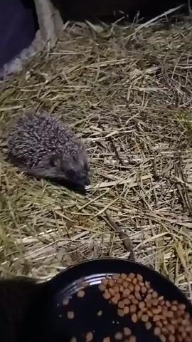 A hedgehog is foraging in a bed of dry grass. The hedgehog is the primary subject of the video and is visible in the center of the frame. The background consists of hay or straw, with some wooden structures and a dark, out-of-focus area. The lighting suggests it might be nighttime or an indoor, dimly lit environment. A black bowl with what appears to be food is visible in the foreground. The hedgehog moves slightly, sniffing the ground as it searches for food. The video is short, with no discernible interactions or dialogue.