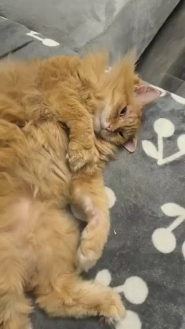 A ginger cat is lying on its back on a gray blanket with a white cherry blossom pattern. The cat's head is turned to the side, and its eyes are partially closed. One of its front paws is resting on its chest, and the other is extended. The cat's fur is long and fluffy. The background is blurred, but it appears to be a room with gray walls and floor. The cat is looking at the camera and seems relaxed.