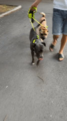 Afternoon stroll with dogs in Varna, Bulgaria