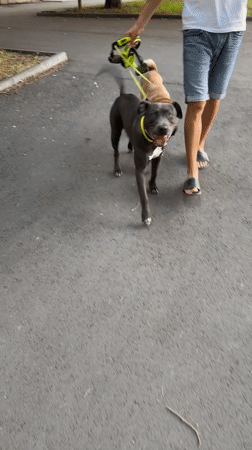 Afternoon stroll with dogs in Varna, Bulgaria