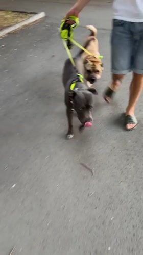 Afternoon stroll with dogs in Varna, Bulgaria