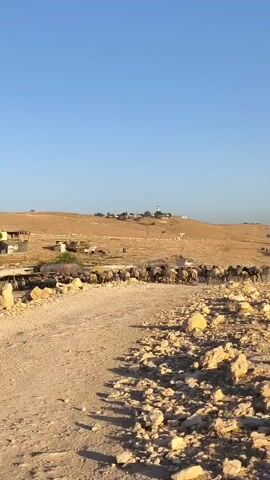A herd of sheep or goats is walking down a dirt road. The road is surrounded by a dry, rocky landscape. In the background, there are some buildings on a hill. The sky is clear and blue. The video is shot from a low angle, looking up at the herd and the landscape.