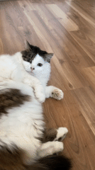 Cats observed in domestic setting in Bílina, Czechia