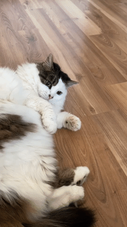 Cats observed in domestic setting in Bílina, Czechia