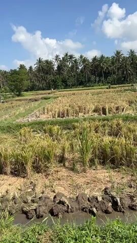 The video shows a dry rice paddy field under a clear blue sky with scattered clouds. The field appears to have been recently harvested, with stubble and bundles of dried rice stalks visible. In the background, a dense line of palm trees forms a treeline, and beyond that, a few buildings are partially visible. The foreground includes a small ditch with some green grass and muddy water. The overall impression is of a rural, agricultural landscape in a tropical or subtropical region.
