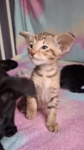 This is a close-up video of several kittens on a pink and blue blanket. The kittens are primarily black and a light brown tabby color. One black kitten is in the foreground, looking directly at the camera. Behind it, a light brown tabby kitten with large ears peeks out. Another black kitten is visible in the background. The kittens appear to be very young, likely a few weeks old. The lighting suggests it is daytime. The overall atmosphere is playful and endearing, with the kittens' large ears and curious expressions adding to their charm. There is no visible text in the video. The location context is Taptikovo, Russia.