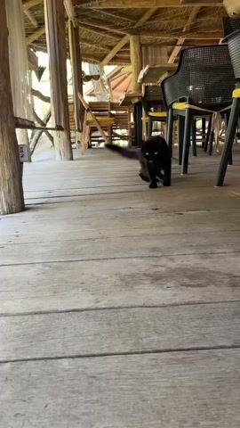A black cat with yellow eyes walks on a wooden floor. The cat is walking towards the camera in an outdoor setting with a thatched roof and wooden pillars. There are chairs and tables visible in the background.