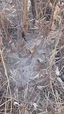 The video shows a close-up, low-angle view of a spiderweb entangled with dry grass and leaves. The web is in the center of the frame, with the surrounding vegetation blurred. A small black and white insect, possibly a spider, is visible on the upper left side of the web. The lighting is dim, suggesting it is either early morning or late evening. The environment appears to be a natural outdoor setting with abundant dry vegetation. The video is short, lasting only 4 seconds.