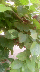Morning garden documentation captures pomegranate trees in Dandewal