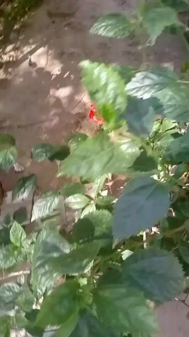The video shows a pomegranate tree with several green leaves and some unripe pomegranates. The camera moves slightly, focusing on different parts of the tree, including leaves and the small, green pomegranates hanging from the branches. The tree is positioned near a light-colored wall and what seems to be a red fabric or sheet. The day is bright.