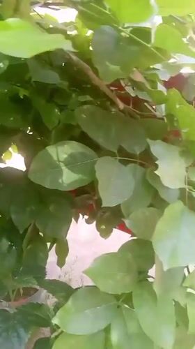 Morning garden documentation captures pomegranate trees in Dandewal