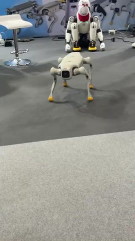 A white, four-legged robot with yellow accents on its feet moves across a gray carpeted floor. In the background, a larger white and red robot sits with its legs bent. The background also shows a display of other robotic dogs. A person wearing a black suit and white shoes stands on the right side of the frame, observing the robots.
