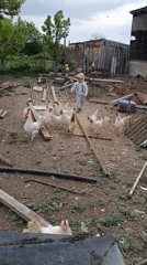 Child visits poultry yard, surrounded by chickens and turkeys