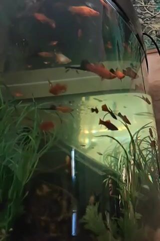 This is a video of a large, cylindrical aquarium filled with many colorful fish. The fish are mostly orange and red, with some black and silver ones mixed in. They are swimming around in the tank, which is filled with green aquatic plants. The water is clear and the lighting is bright. The camera is positioned close to the tank, giving a clear view of the fish and their environment.