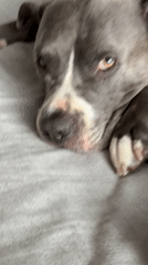 Dog rests peacefully indoors in Esch-sur-Alzette, Luxembourg