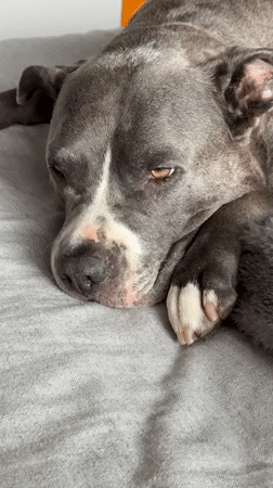 Dog rests peacefully indoors in Esch-sur-Alzette, Luxembourg