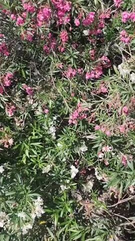 The video pans over a dense bush with many pink and white flowers. The bush is green with long, narrow leaves. The flowers are small and clustered together. The sun is shining and there are some shadows. In the background, there are some trees and a road.