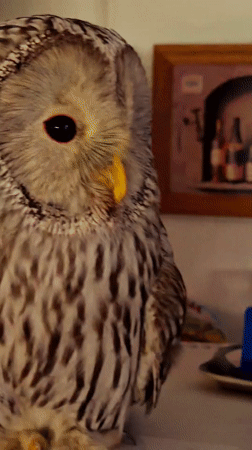 Ural owl and assorted pets in an Abakan home