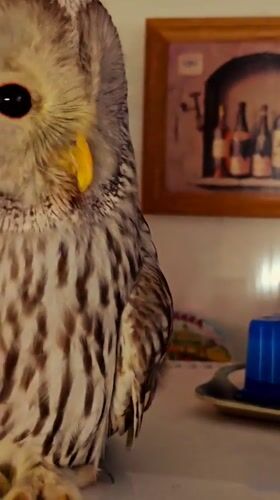 Ural owl and assorted pets in an Abakan home