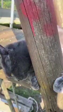 A gray cat is resting on a wooden structure, possibly a jungle gym or outdoor play set. The cat is positioned between two wooden beams, one of which has some red paint on it. Initially, the cat appears to be sleeping or resting its head, but then it yawns widely, showing its teeth. Afterward, it looks at the camera with a sleepy expression before closing its eyes again, settling back into a resting position. The background shows green vegetation and possibly part of a greenhouse or sunroom.