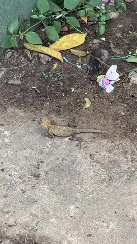 A small, light brown lizard with a slightly spiky head crest is the central focus, positioned on a patch of concrete next to a dirt area. The lizard remains mostly still for the duration of the video, occasionally shifting its head. To the left, a green surface, possibly a plant pot or wall base, is visible. The dirt area behind the lizard contains several green and yellow leaves, some dry foliage, and a few small pieces of white and pink trash. Green string or wire is also scattered on the dirt. The ground transitions from concrete in the foreground to loose dirt in the background, suggesting an edge of a paved area next to a garden or natural space. The scene is brightly lit, indicating daytime in Thihagoda, Sri Lanka. The lizard begins to crawl forward slightly at the very end of the clip.
