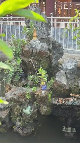 The video showcases a miniature rock garden with a pond, featuring various decorative elements.

At the beginning, a small rock formation is visible with a miniature golden pagoda on its peak. Below, a green frog statue sits on a rock, partially submerged in the water. Green foliage and moss cover the rocks. In the background, a white fence and a building with wooden structures can be seen.

As the camera pans right, more of the rock garden is revealed. A statue of a martial artist, striking a pose resembling Bruce Lee, stands prominently on a rock. Nearby, a small red pagoda and an elephant statue are also part of the display. Lush green plants, ferns, and moss grow abundantly on the rocks, creating a natural, weathered look. The garden surrounds a dark-colored pond or water feature.

The video ends with a closer shot of the martial artist statue, highlighting the intricate details of the moss-covered rocks and the surrounding greenery. The setting appears to be an outdoor decorative feature, possibly in a garden or courtyard, located in Thới Sơn, Vietnam.