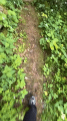 Nature walk documented along overgrown stone path in Heilbronn