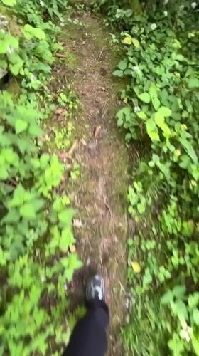 Nature walk documented along overgrown stone path in Heilbronn