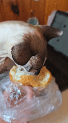 Sphynx cat's morning routine documented in Pyatigorsk, Russia