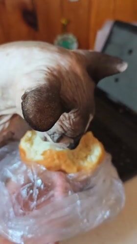 Sphynx cat's morning routine documented in Pyatigorsk, Russia
