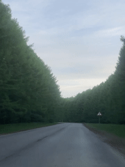 Tree-lined road captured in rural Russia
