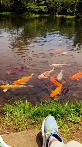 The video shows a close-up of a pond filled with many koi fish swimming near the surface. The water is clear enough to see the fish and the bottom of the pond. The edge of the pond is lined with green grass and some dirt. In the foreground, there are two pairs of feet wearing casual shoes, one pair light blue and white, the other dark blue. Further in the background, a person wearing a blue and white checkered shirt and dark pants walks past. The pond is surrounded by lush green trees and foliage, suggesting an outdoor, natural setting. Sunlight reflects off the water, creating a shimmering effect.
