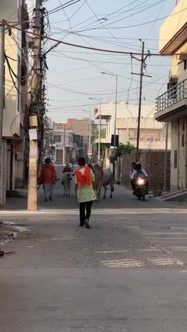 The video shows a narrow, residential street with two pedestrians leading a small herd of brown and white cows. One pedestrian wears a bright orange robe while the other sports a green top and an orange scarf. As they walk down the center of the road, two motorcycles navigate past them. Overhead, a dense network of electrical wires crisscrosses between buildings. The architecture is varied, with some buildings appearing older and others more modern. The overall atmosphere suggests a busy, yet laid-back, neighborhood scene.