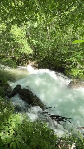The video captures a fast-flowing river in a dense forest. The water is turbulent and appears white as it rushes over submerged rocks and fallen logs. The forest is lush with green trees forming a canopy overhead, filtering the sunlight. The surrounding vegetation includes various shrubs and small plants. The scene is natural and tranquil, focusing on the energetic movement of the water and the quiet presence of the forest.