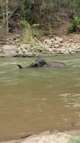 The video shows an elephant swimming in a river. The elephant is submerged in the water, with only the top of its head and trunk visible. The elephant is swimming against the current, and the water is slightly turbulent. The river is surrounded by trees and rocks.