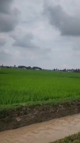 The video shows a view of a lush green rice paddy field under a cloudy sky. A narrow, muddy irrigation channel runs alongside the field, separating it from a dirt path or road. In the distance, a cluster of palm trees and some buildings are visible, suggesting a rural setting. The camera appears to be moving, possibly from a vehicle, as indicated by the slight blur and changing perspective. The overall atmosphere is serene and natural, capturing a typical rural landscape.