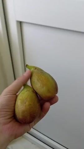 The media file shows a close-up of a person's hand holding two green and brown figs. The hand is positioned in front of a white door and a window. The figs are slightly elongated and appear to be ripe, with some discoloration on their skin. The hand is a light-skinned adult's hand, with visible knuckles and veins. The background is slightly out of focus, but suggests an indoor setting with a modern white door and frame, and a window with reflections. The lighting appears to be natural, possibly from the window. The overall impression is a simple, everyday moment, possibly showcasing fresh produce. There is no visible text in the media file. The location context provided is Temryuk, Russia.