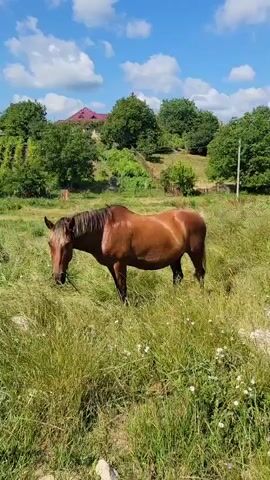 A brown horse stands in a grassy field under a blue sky with scattered clouds. The horse is facing left with its head down as if grazing. In the background, there are trees and a house with a red roof. The grass is tall and green, with some small white flowers. The overall scene is peaceful and rural.