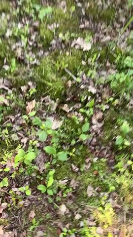 The video begins with a close-up view of the forest floor, showing green moss, fallen leaves, and small plants. The camera pans slightly, revealing more of the undergrowth. Around the one-second mark, a portion of striped fabric, black with white zebra-like markings, enters the frame from the left. This fabric appears to be part of clothing or a cloth being used to gather something. As the video progresses, more of the fabric is shown, and it becomes apparent that it is being used to hold a collection of yellow and orange chanterelle mushrooms. The hand of a person is visible picking up one of the mushrooms around the four-second mark, further confirming the action of foraging. The environment remains consistent throughout the short clip, depicting a natural woodland setting.
