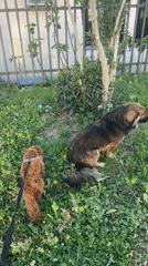 Two dogs spotted in grassy area in Sutomore