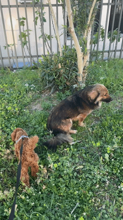 Two dogs spotted in grassy area in Sutomore