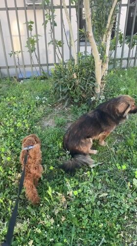 Two dogs spotted in grassy area in Sutomore