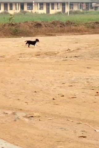 A small black dog runs across a dusty, unpaved area. In the background, there is a long, low building with a light-colored facade and a darker roof. To the right of the building, a large, rusty truck is parked. The ground is covered in dry grass and dirt.