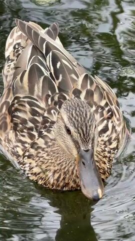 A close-up shot shows a duck swimming in dark, rippling water. The duck is facing the camera, its head tilted slightly to its right. Its feathers are a mix of brown, tan, and black, with intricate patterns. The duck's beak is dark gray, and its eye is dark brown. Some green plant matter is visible on its chest. The water reflects the duck and the surrounding environment, which is out of focus. The video is a still shot that briefly zooms in on the duck.