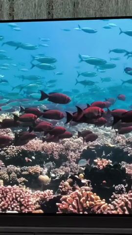 A school of fish swims over a coral reef. The fish are of two types: silver fish in the upper portion of the image and red fish in the lower portion. The coral reef is colorful, with shades of pink, orange, and white. The water is clear and blue. The video is static and shows no discernible action or interaction.