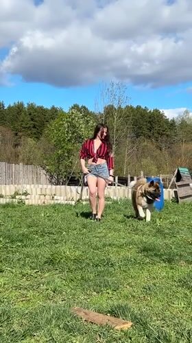 Sunny afternoon activities with dog walking in Rusalevka, Russia