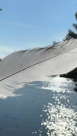 A close-up shot showcases a white feather held delicately between a person's fingers. The feather is translucent, with its delicate barbs catching the sunlight, creating a soft glow. The background features a body of water, possibly a lake or sea, reflecting the bright sunlight with a shimmering effect. Trees with dark green foliage frame the scene on either side, suggesting a natural, outdoor setting. The sky above is a clear, vibrant blue, indicating a sunny day. The overall mood is serene and peaceful, evoking a sense of calm and connection with nature. The image appears to be captured in natural daylight, likely during the daytime. The location context provided is Valaam, Russia, which aligns with the picturesque, natural scenery depicted. No visible text is present in the media.