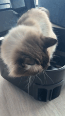 Siamese Cat Explores Indoor Spaces in Rijswijk Home